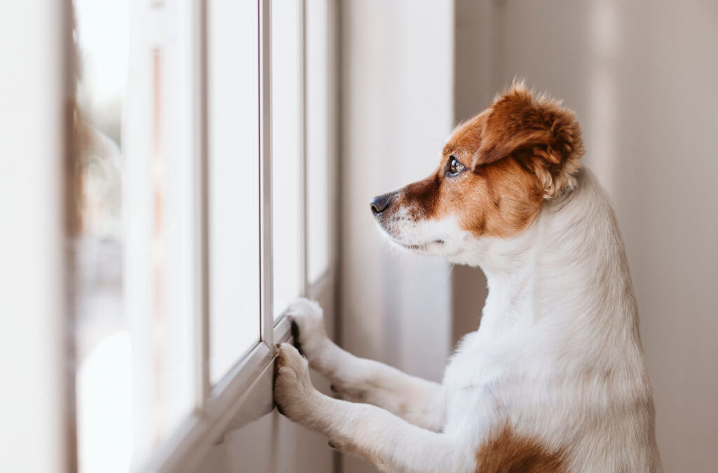 L’anxiété de séparation chez le chien: Comment agir ?