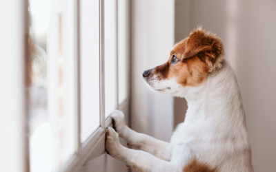 L’anxiété de séparation chez le chien: Comment agir ?