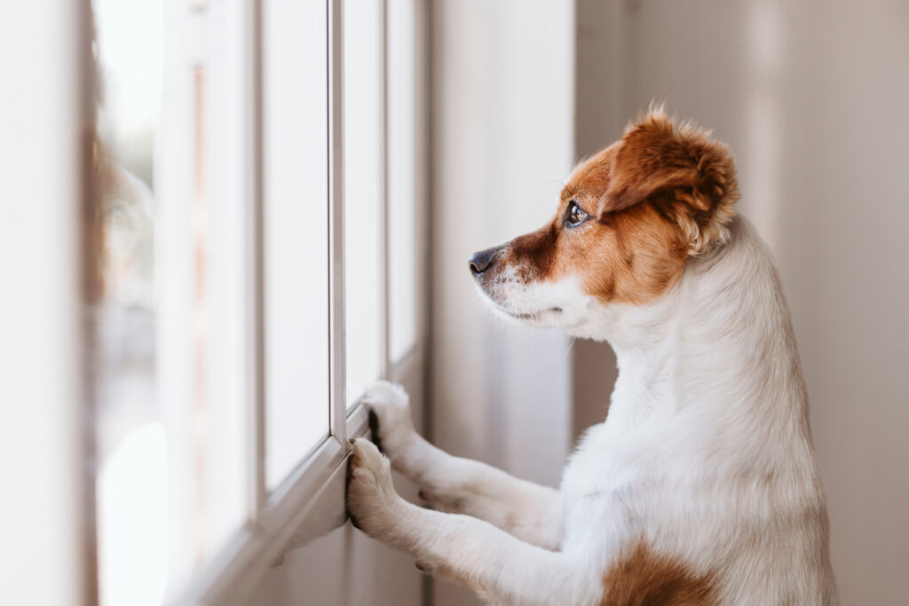 L’anxiété de séparation chez le chien Comment agir ?  DoggoZen