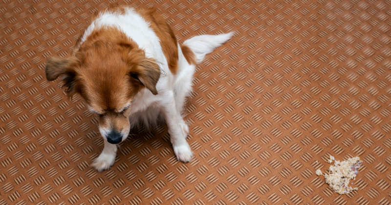 Chien qui vomit : Causes, préventions et solutions pour un chien en meilleure santé