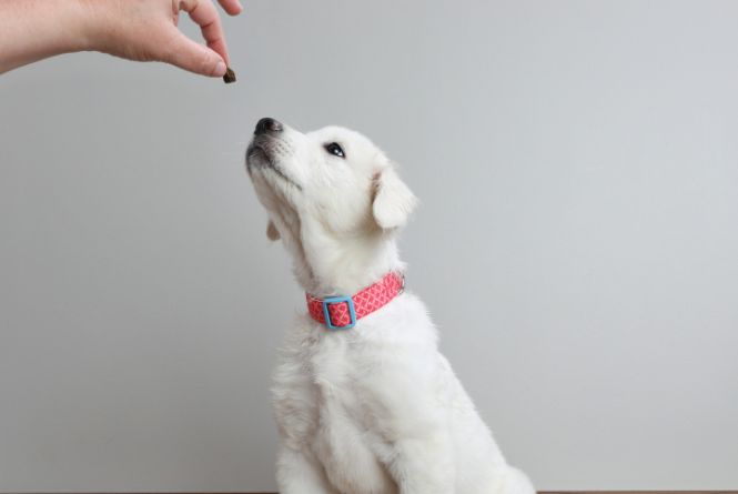 Les meilleures friandises naturelles pour récompenser son chien – Top 10 des gourmandises saines et savoureuses